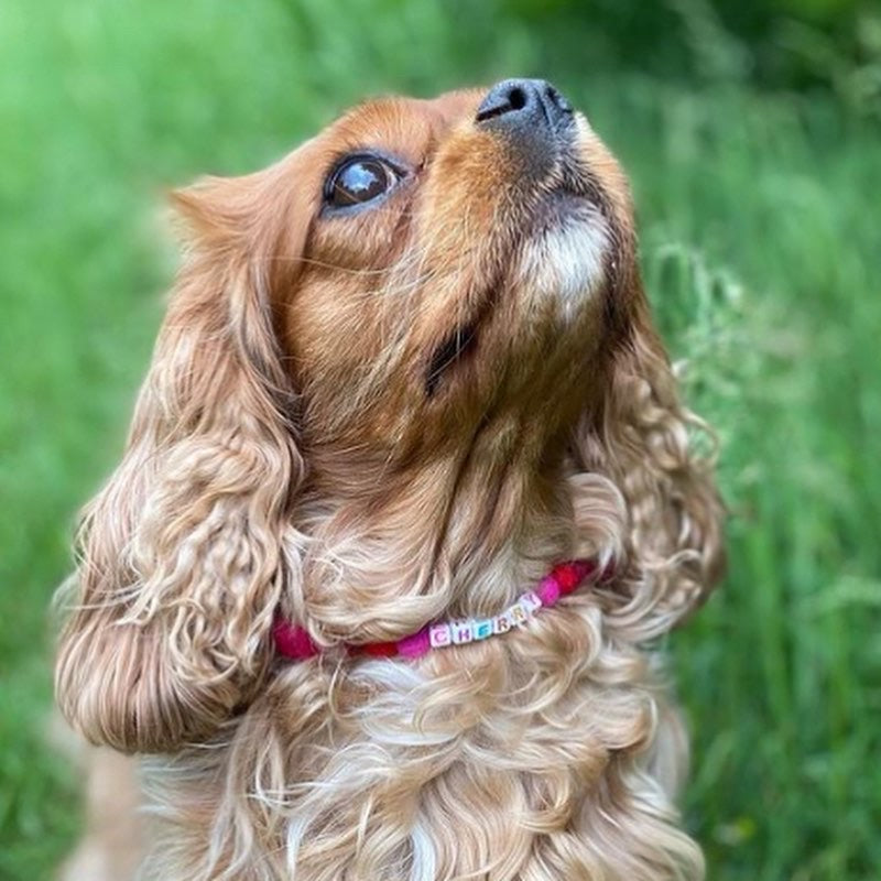 Coleira personalizada para cães com pompons