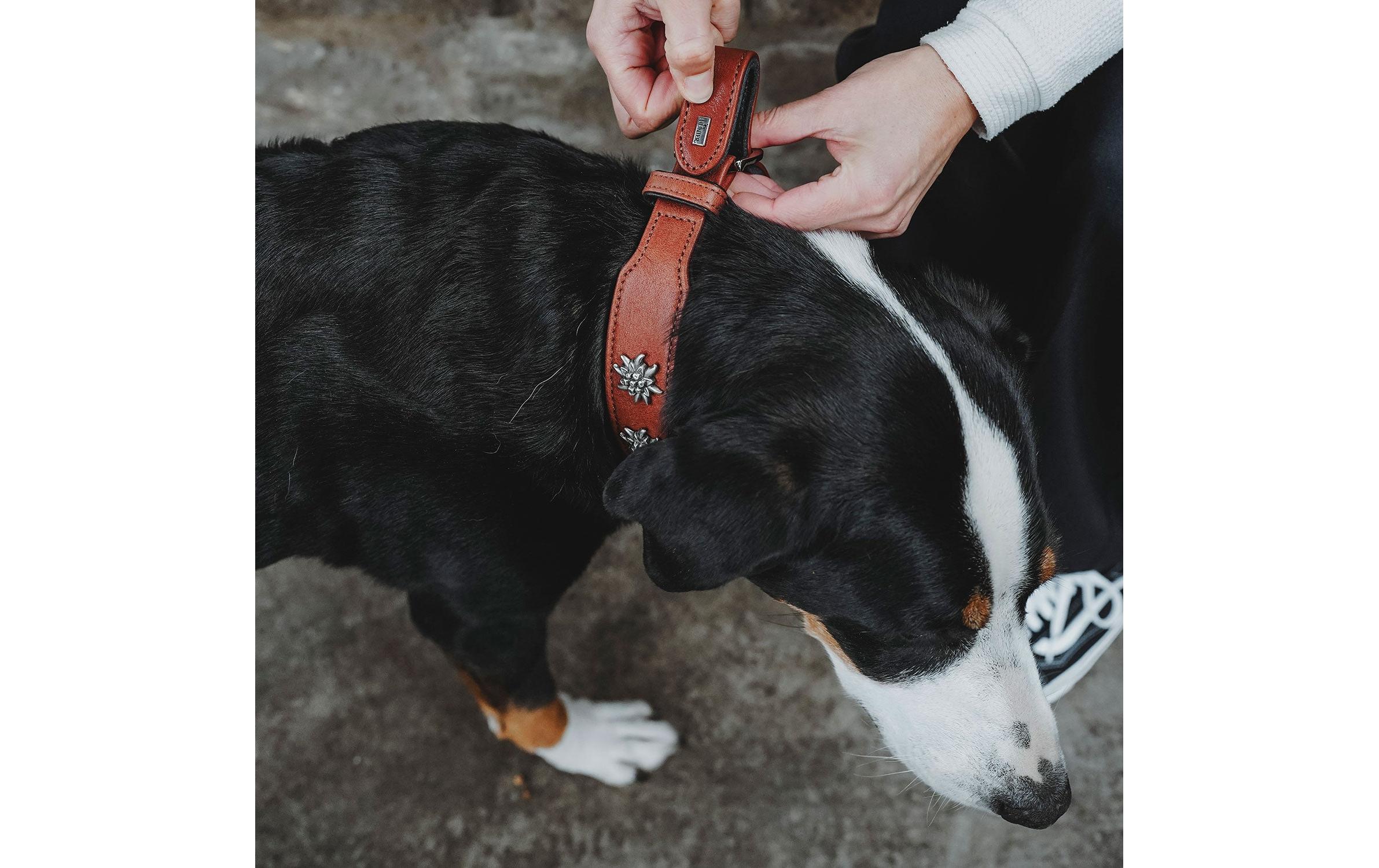 Halsband München 47/S-M, Rindsleder, Cognac/SchwarzKlassisches Halsband aus Rindsleder auffälligen Besätzen im Trachten-Look