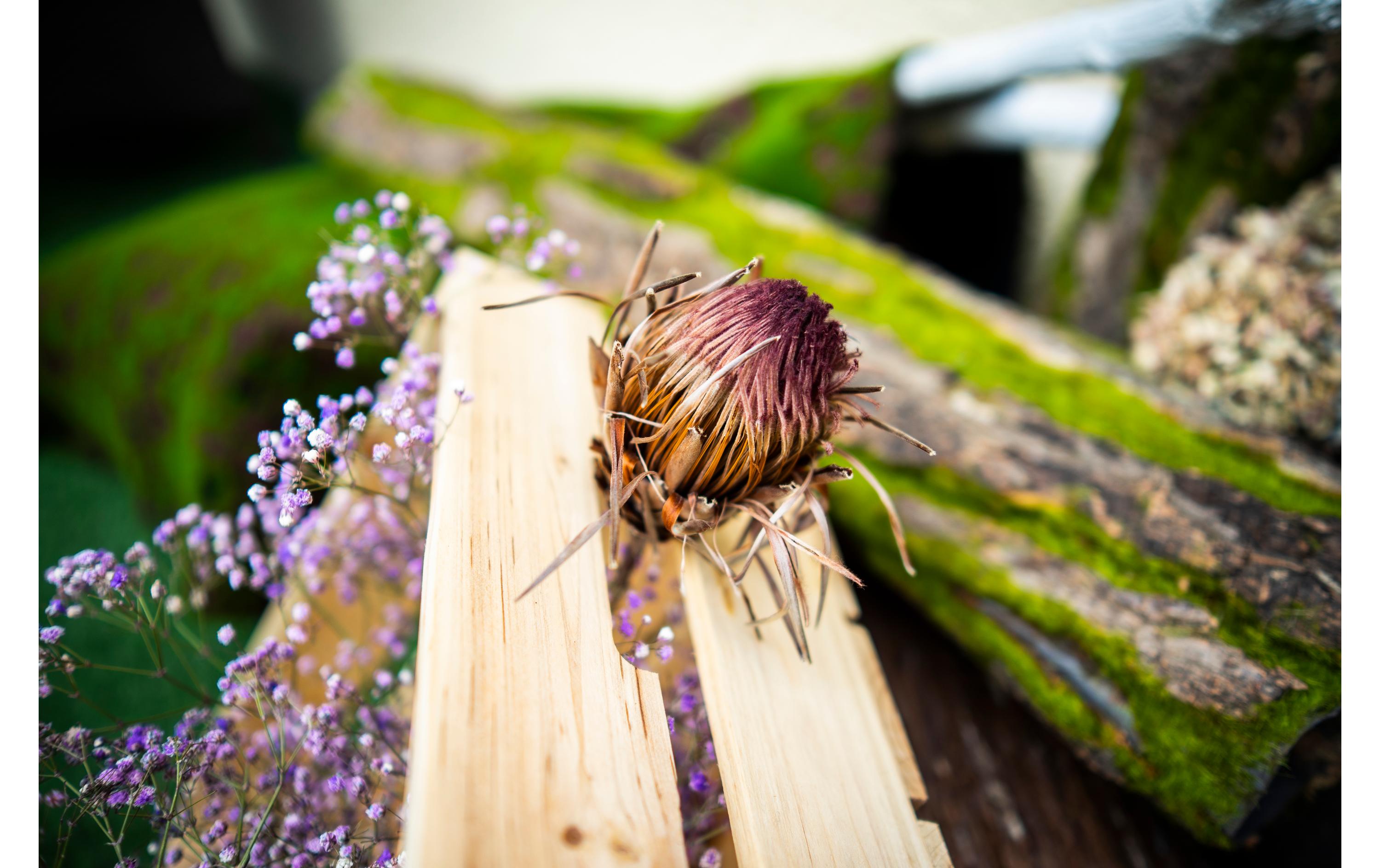 Festbrennweite AF 24mm F/1.8 – Sony E-Mount<br>Schmales Festbrennweitenobjektiv mit fantastischem Bokeh