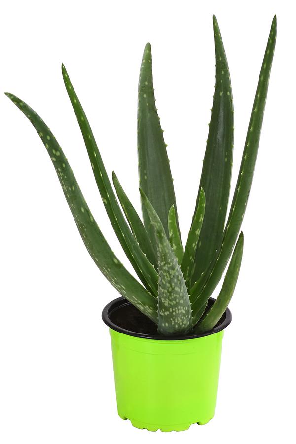 Bio Echte Aloe - Aloe vera