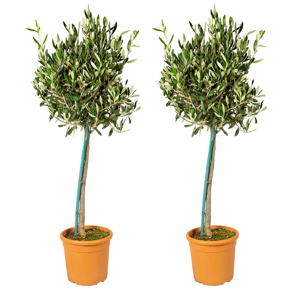 2x olea europaea - olivier sur tronc - arbre - rustique – ⌀19 cm - ↕80-90 cm