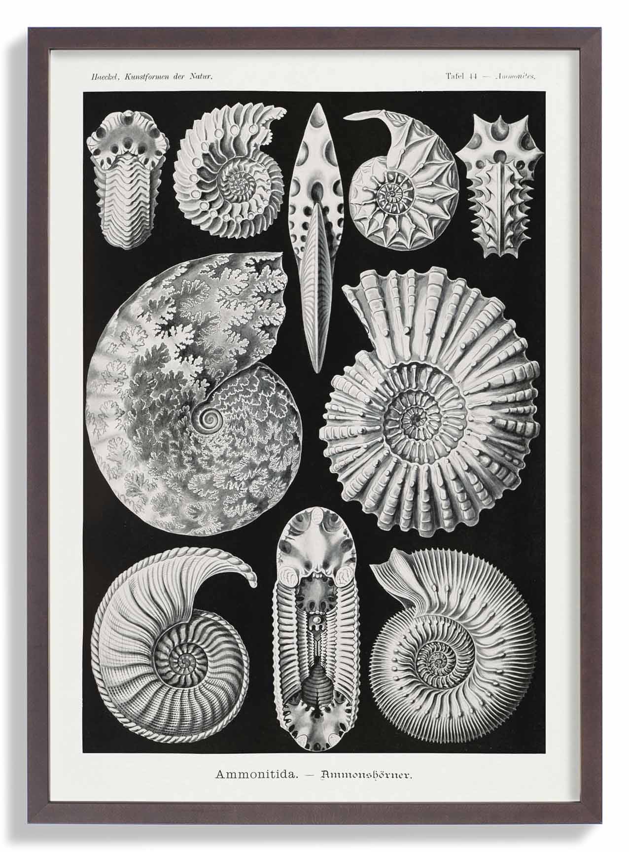 Ammonitida von Ernst Haeckel