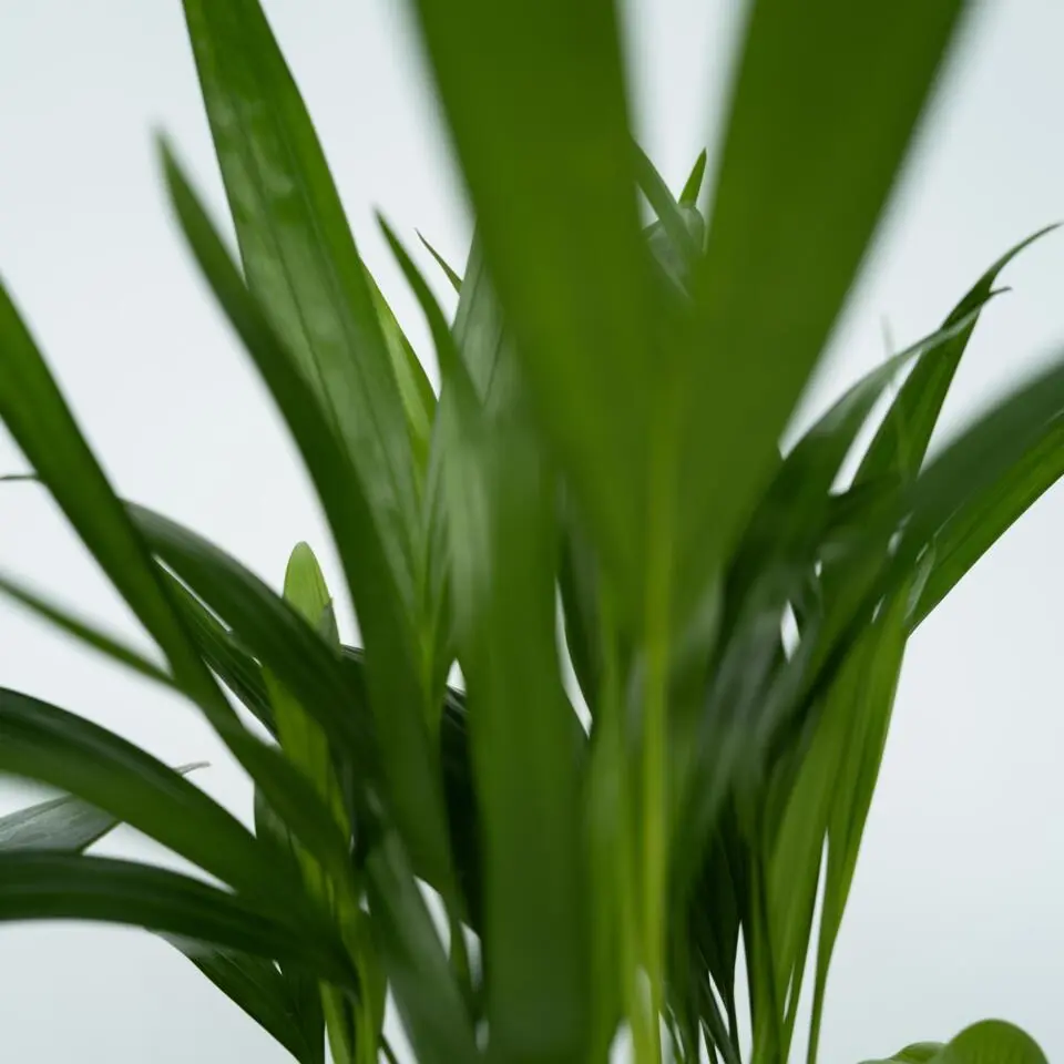 Kamerplanten - Set van 4 - Areca Asplenium Clusia Musa - Hoogte 25-40cm - ⌀12cm