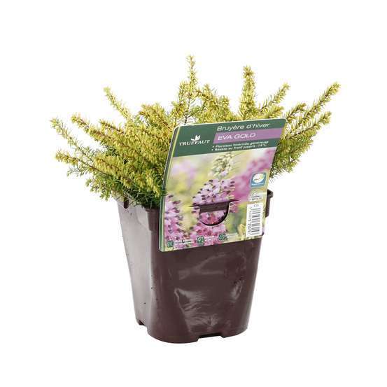 Erica x darleyensis 'Eva Gold®': ctr 1L
