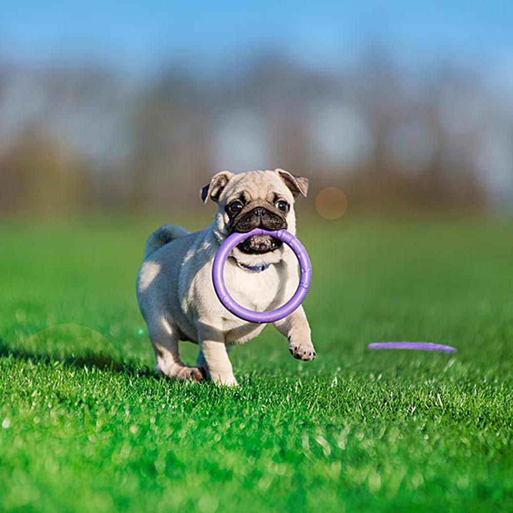 Jouet interactif pour très petits chiens chiots puller micro lot de 2 anneaux, entraînement, course, saut, tir, non toxique