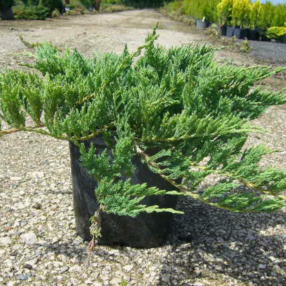 Genévrier rampant horizontalis turquoise spreader/juniperus horizontalis turquoise spreader[-]godet - 5/20 cm