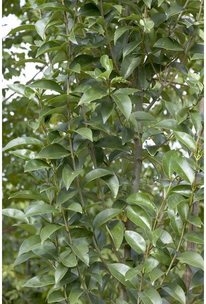 Wilde liguster (Ligustrum vulgare) H 60-100 cm 10 stuks