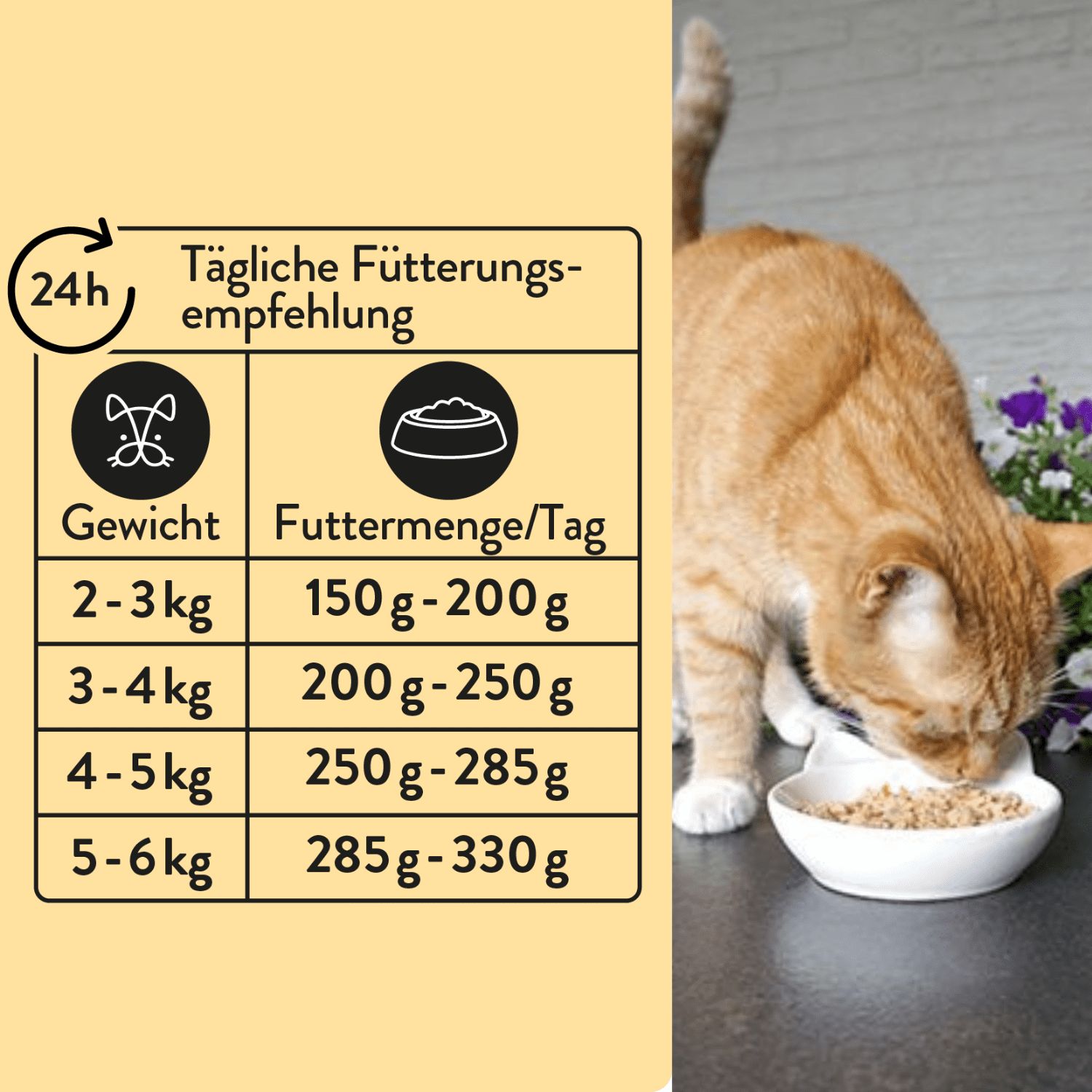 PUJA Katzenliebe Futterumstellung