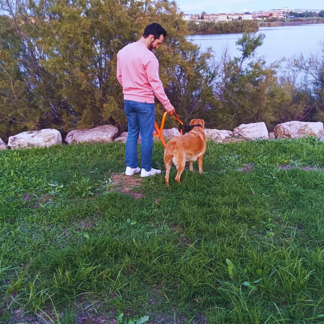 Guia para cães EGV com múltiplas posições e alça dupla de neoprene. Guia para cães que permite o uso com as mãos livres, com 2,5 metros de comprimento. (Laranja)