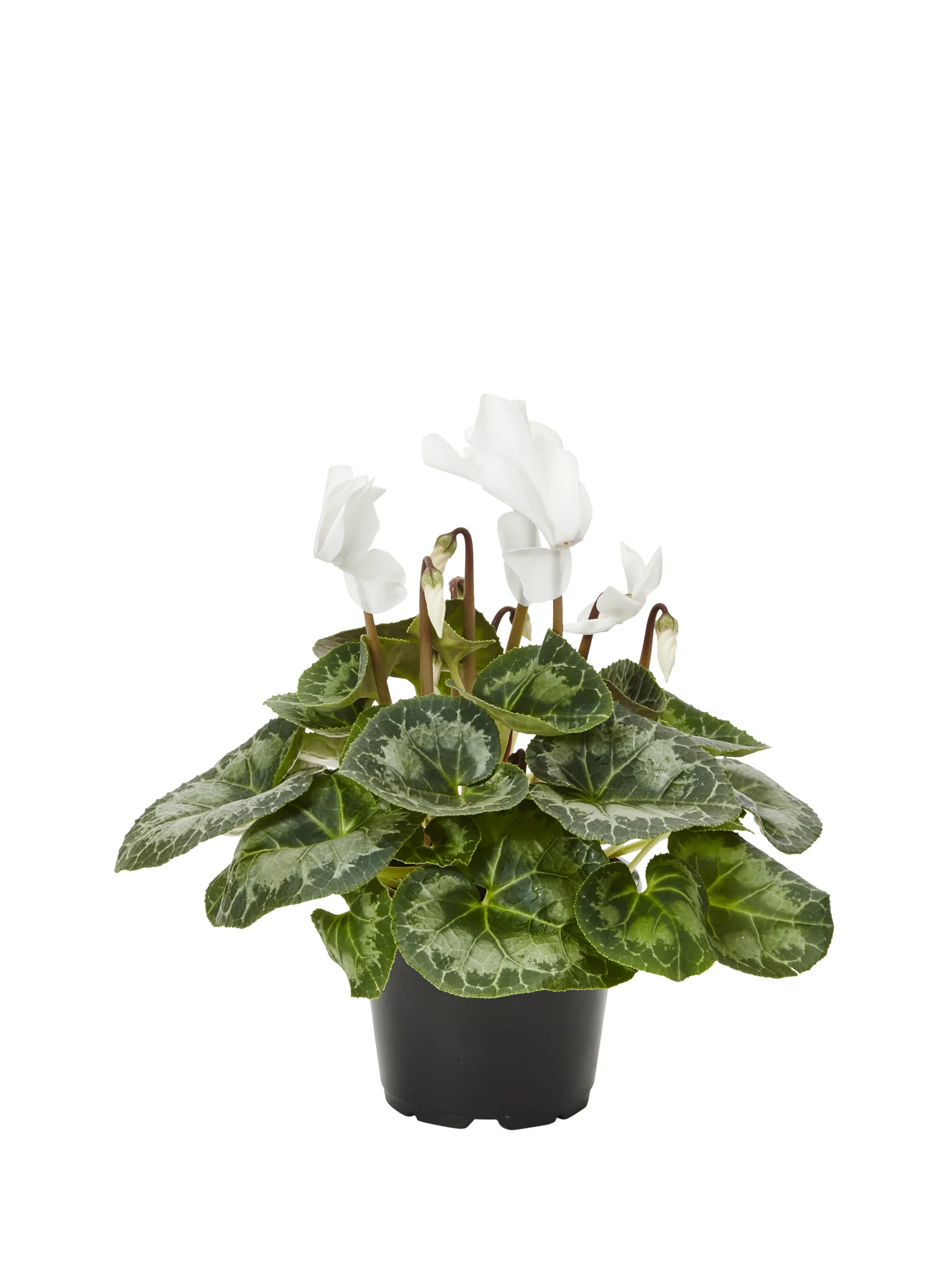 Cyclamen White 12 cm Alpefiol Ø12 cm