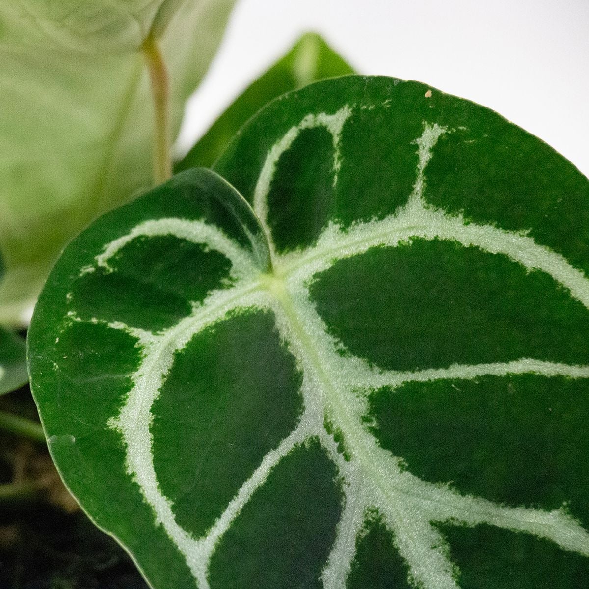 Aderplant (Anthurium crystallinum) D 12 H 20 cm