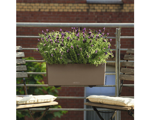 Lechuza Balconera Color kunststof bloembak 50x19x19 cm nootmuskaat incl. grondbewateringssysteem en waterniveau-indicator
