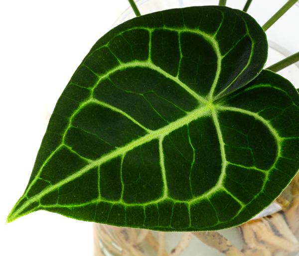 Waterplant Herzblattblume im Glas - Anthurium