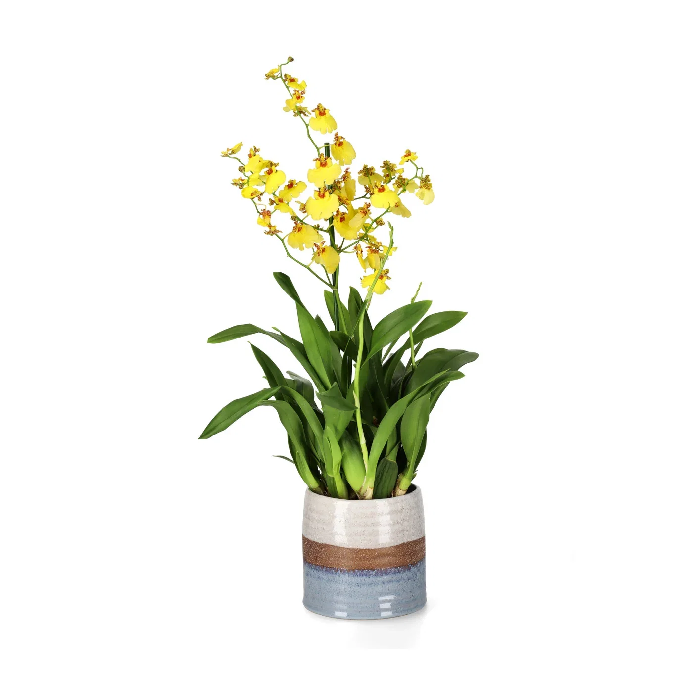 Potte Doria Ø13 cm