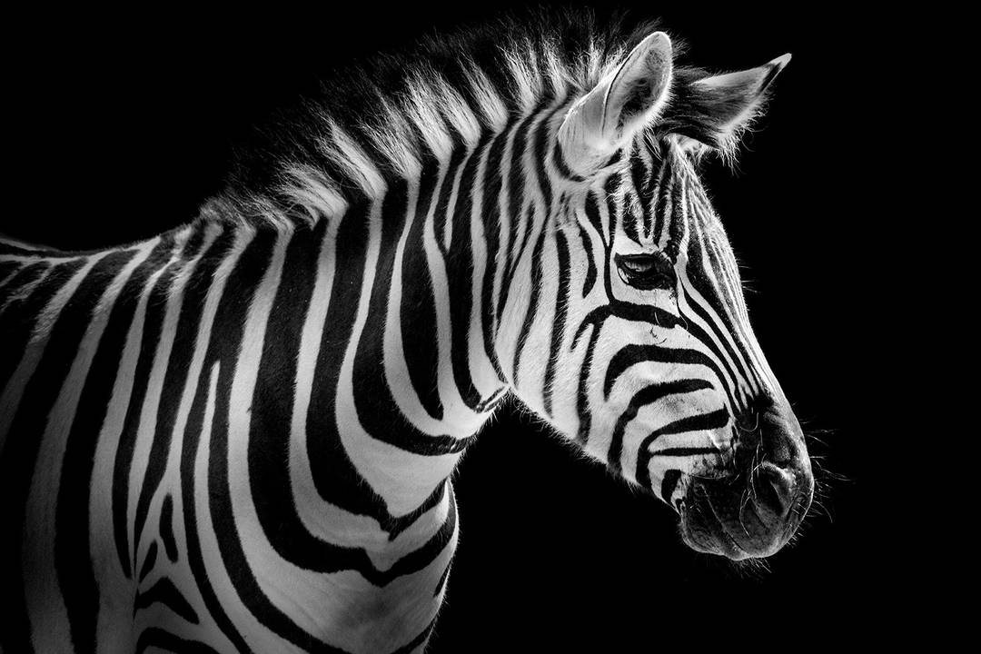 Zebra Portrait by Wolf Ademeit - Limited Edition. Edition of: 100. Signed.