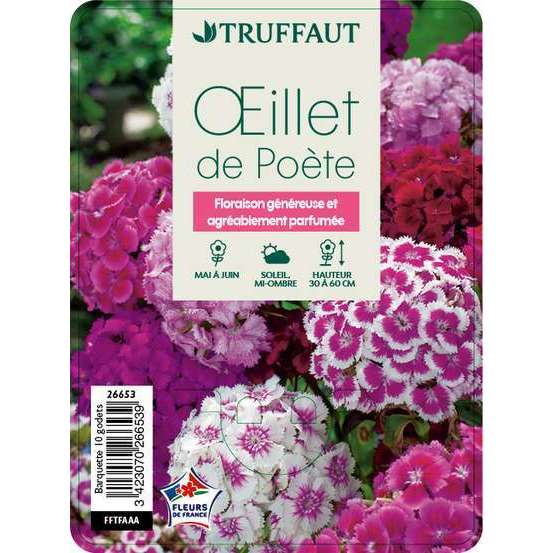 Œillet de poète : barquette de 10 plants