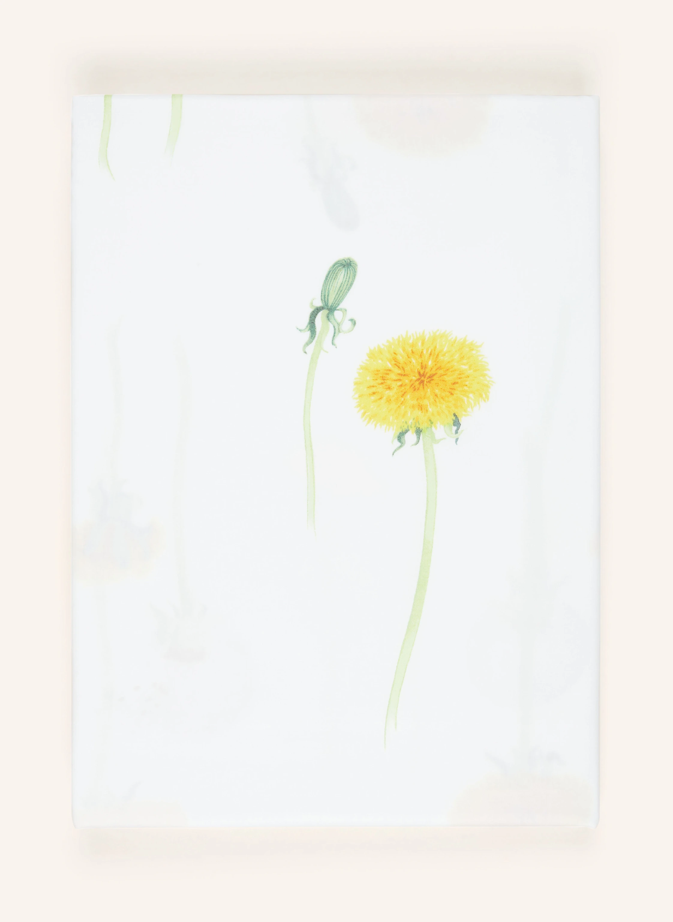 Christian Fischbacher Bettwäsche PUSTEBLUME