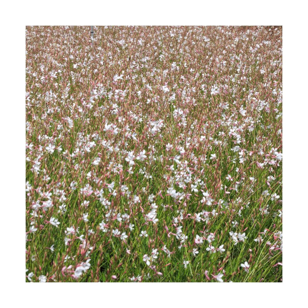 Gaura lindheimeri/gaura lindheimeri[-]godet - 5/20 cm