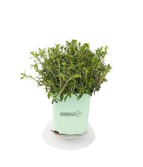 GREENBAR® Bohnenkraut