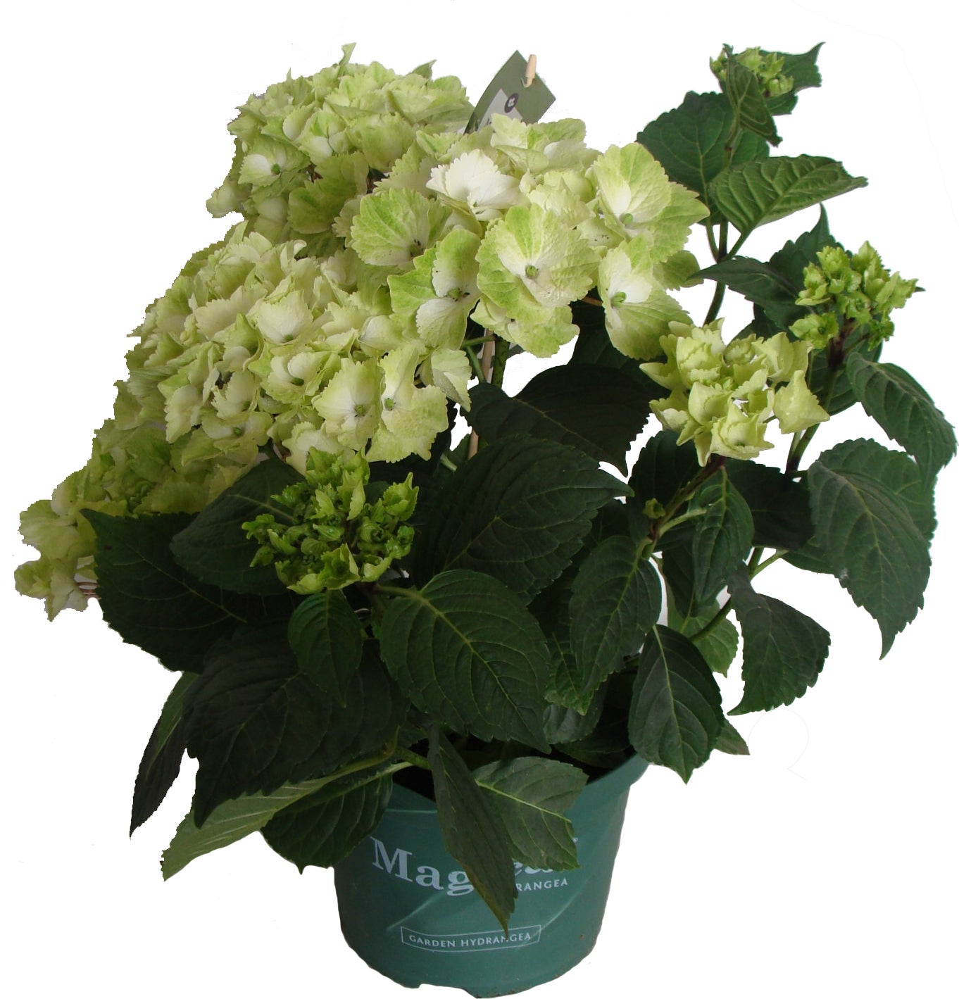 Hortensia (Hydrangea 'Magical Noblesse') wit D 20 H 45 cm