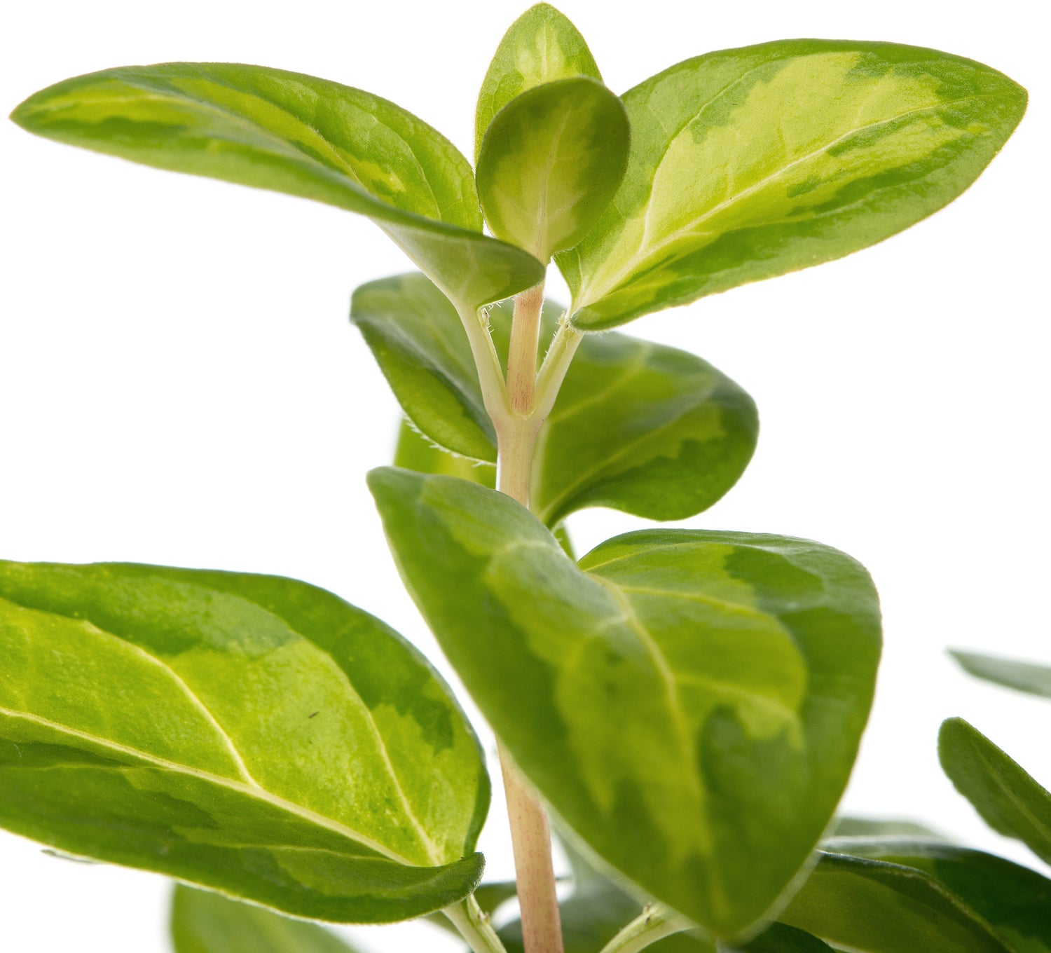 Maagdenpalm (Vinca major) D 11 H 10 cm