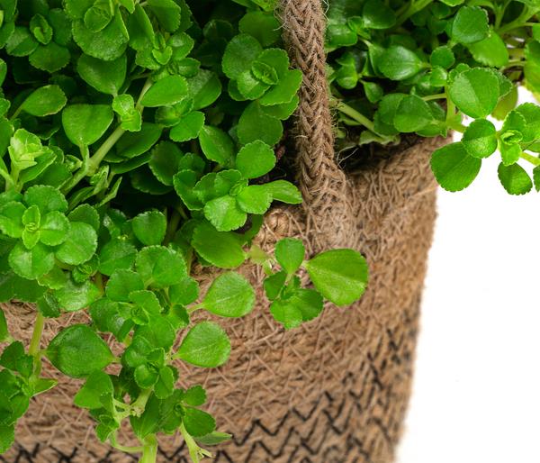 Juteampel-Solo mit Kanonierblume - Pilea