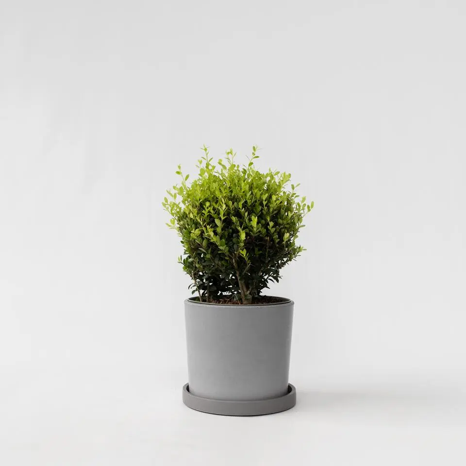 Japanse hulst - Ilex crenata 'Jenny' - Hoogte 30-40cm - ⌀17cm