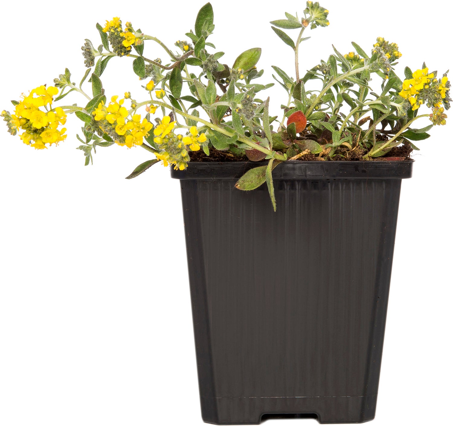 Schildzaad (Alyssum montanum) D 9 H 15 cm