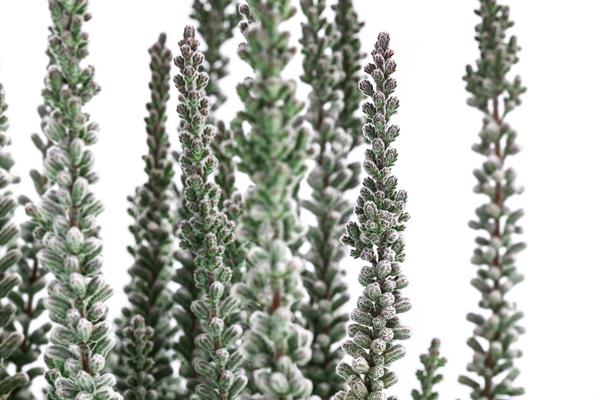 Knospenheide 'Fluffy®'