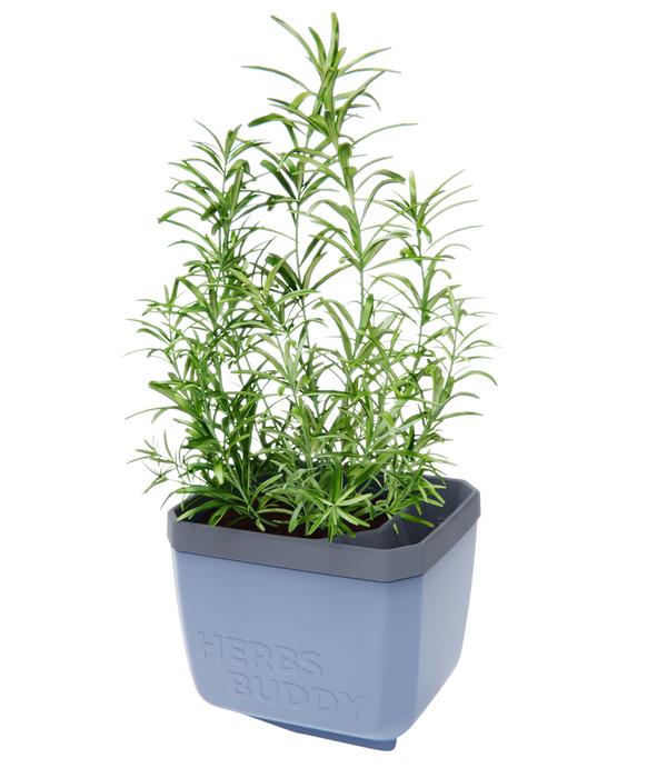 Gusta Garden Kräutertopf Herbs Buddy, ca.