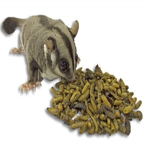 Pupas completas de mocha de soldado negro para planadores de açúcar, sabor neutro.