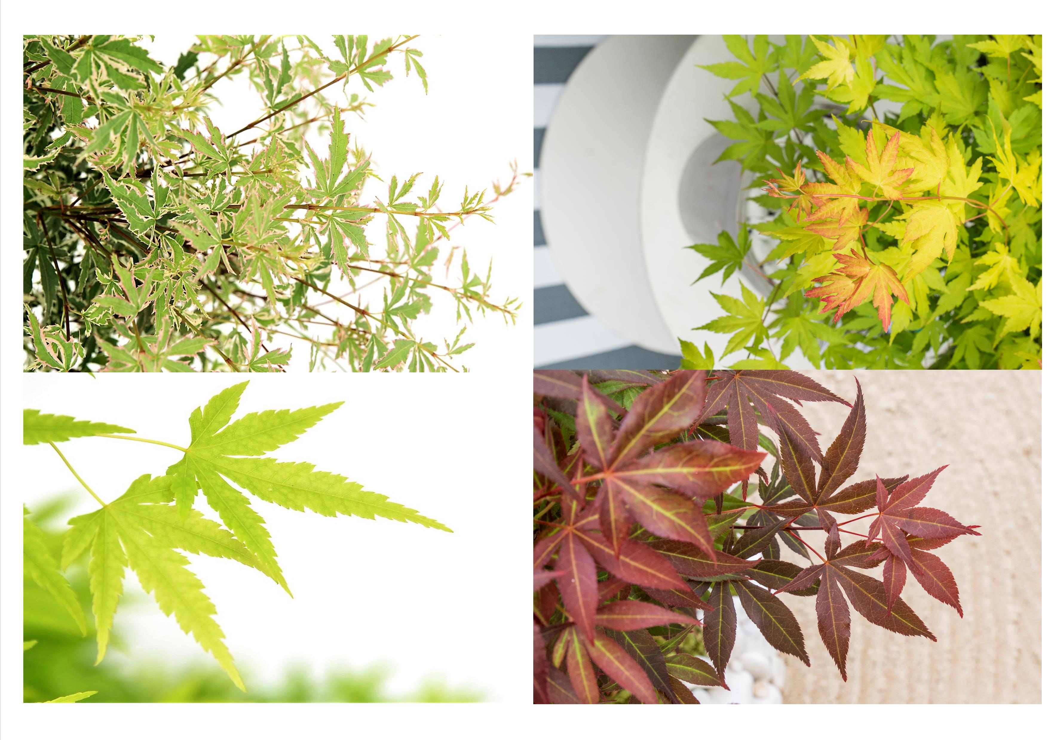 Acer palmatum - set de 8 - erable du japon - pot 10,5cm - hauteur 25-40cm
