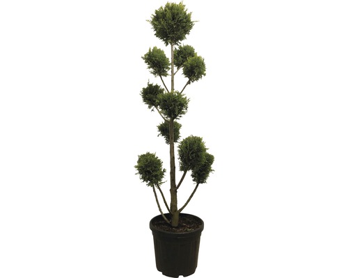 Engelse cipres PonPon FloraSelf Cupressocyparis leylandii 'Castlewelland Gold' H 130 cm