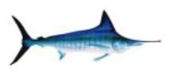 Marlin Marlin Environ 7 cm* 2.5 cm