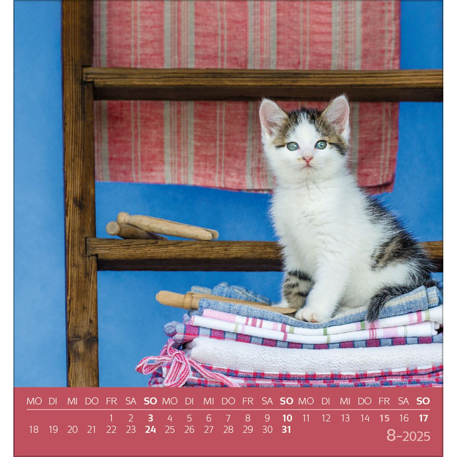 Postkartenkalender - 2025 - Schmusekatzen