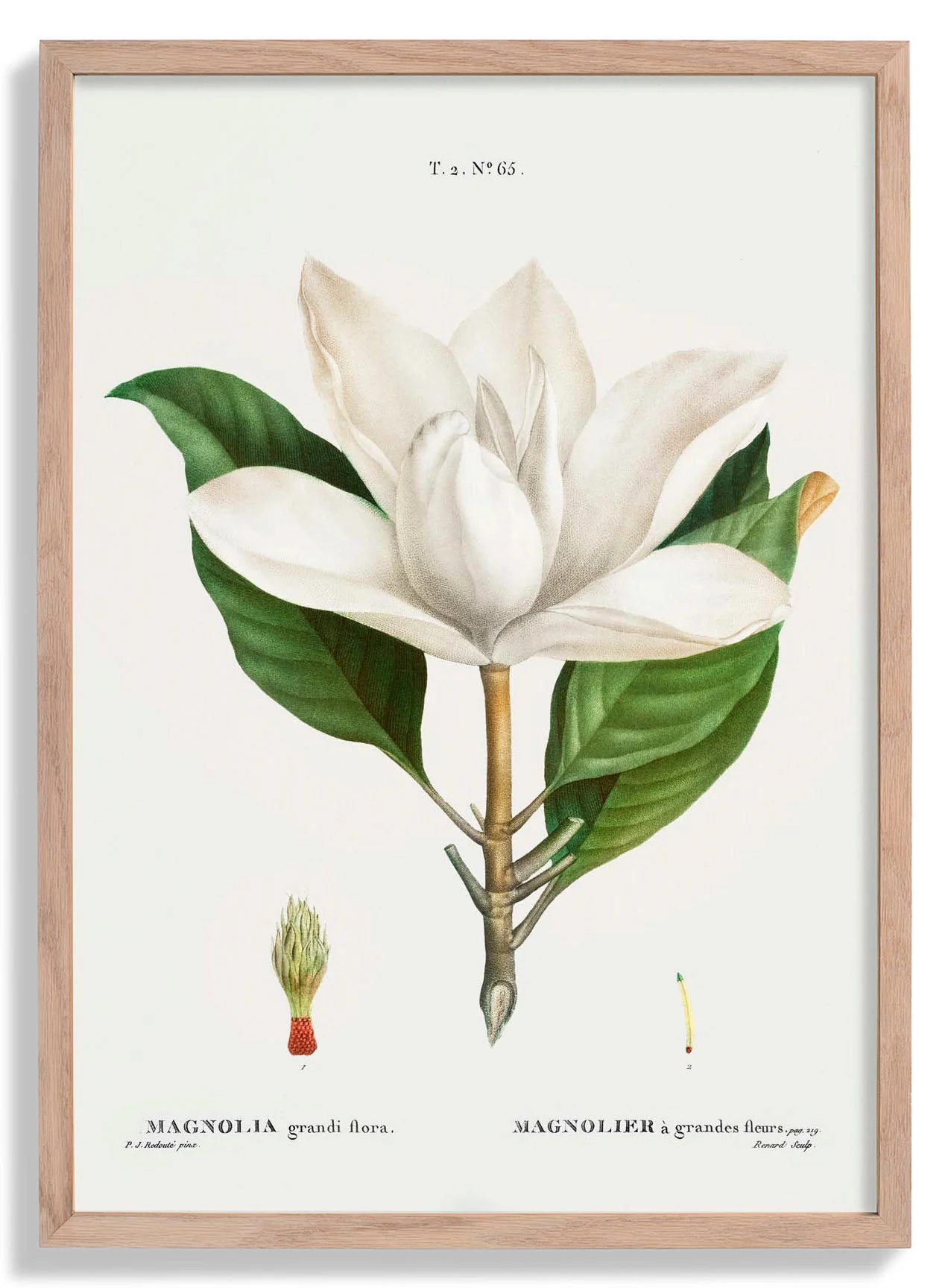 Magnolia Grandiflora Blume