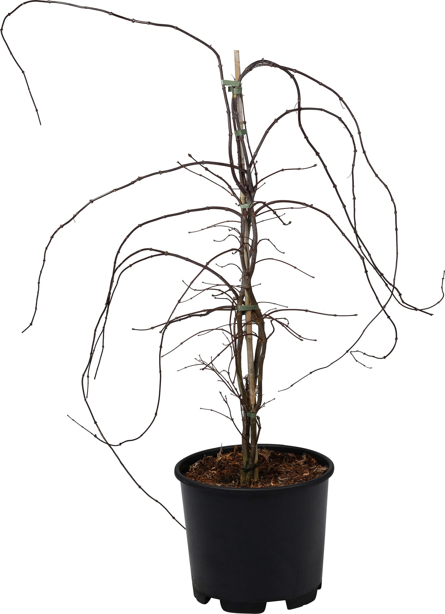 Japanse Esdoorn (Acer palmatum 'Orangeola') D 32 H 80 cm