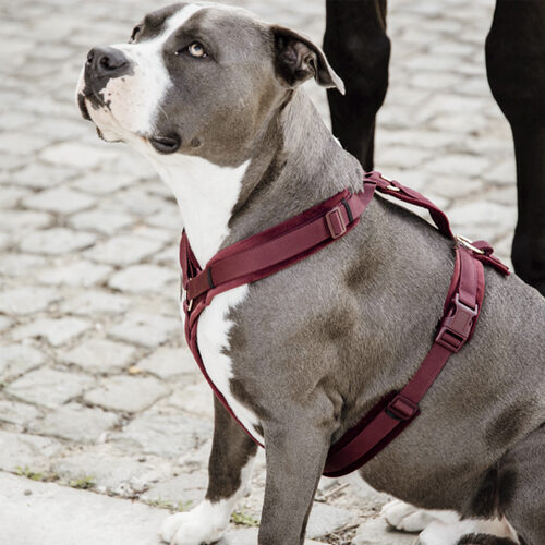 Kentucky Dog Harness Active Velvet
