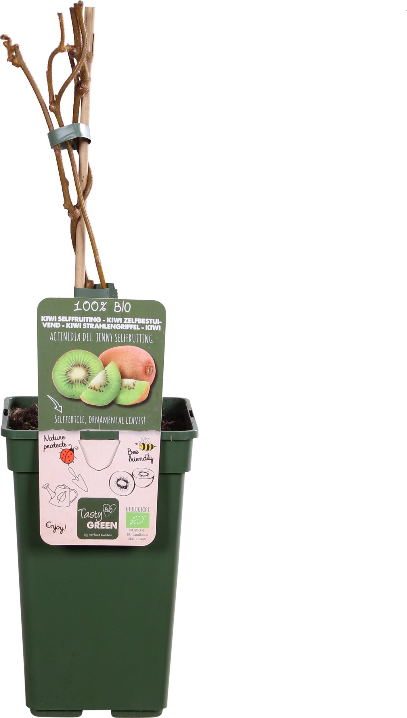 Intratuin biologische Kiwi (Actinidia deliciosa 'Jenny') D 23 H 100 cm