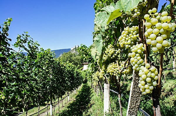 Weinreise Klausen für Zwei