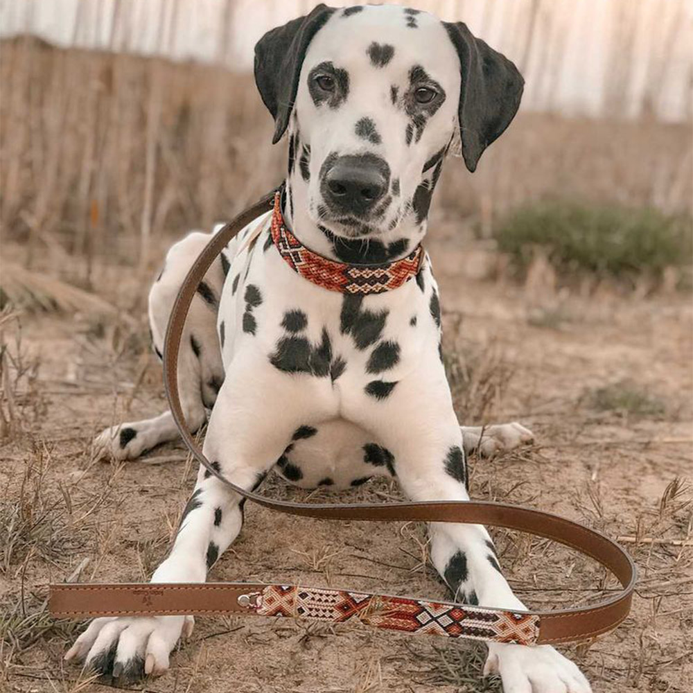 Coleira Ladran Gaucho Chavo para cães