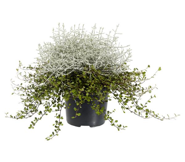 Mueca - Gitterkraut und Mühlenbeckia