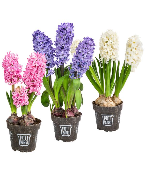 Hyazinthe im Pottburri®-Topf, verschiedene