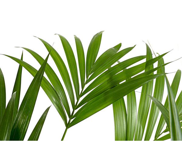Kentiapalme, Howea forsteriana, Hydrokultur