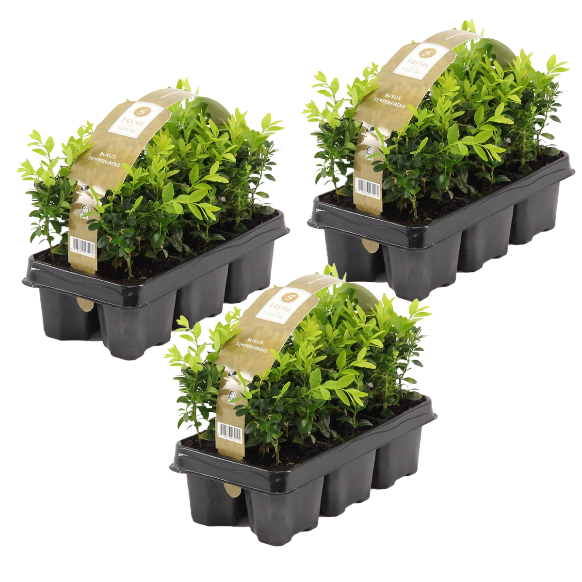 18x buxus sempervirens - buis haie - rustique - ⌀9 cm-↕ 15-20 cm