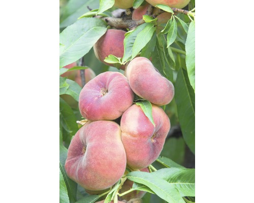 Biologische perzikboom FloraSelf Biologische Prunus persica 'Saturn' Stamhoogte 60 cm Totale hoogte ca. 100-120 cm CO 7,5 L zelfbestuivend