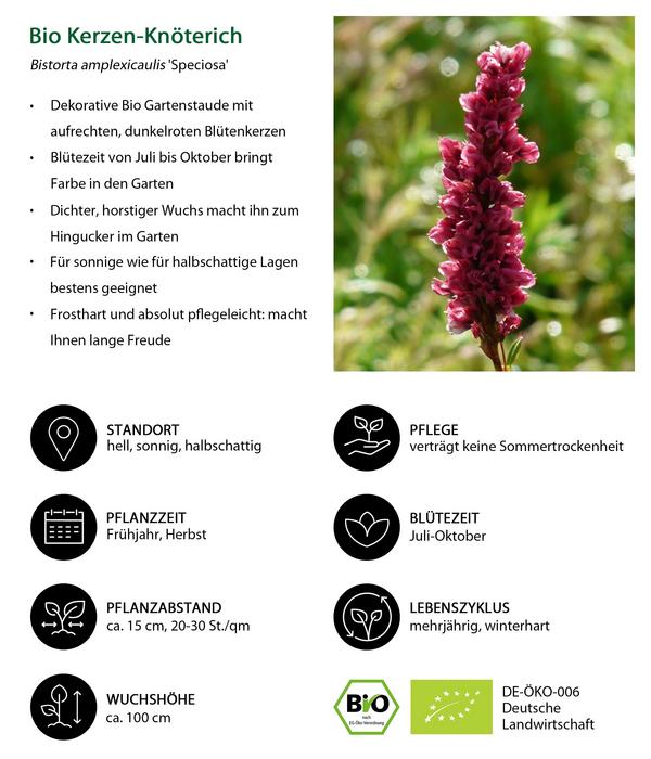 Bio Kerzen-Wiesenknöterich 'Speciosa'