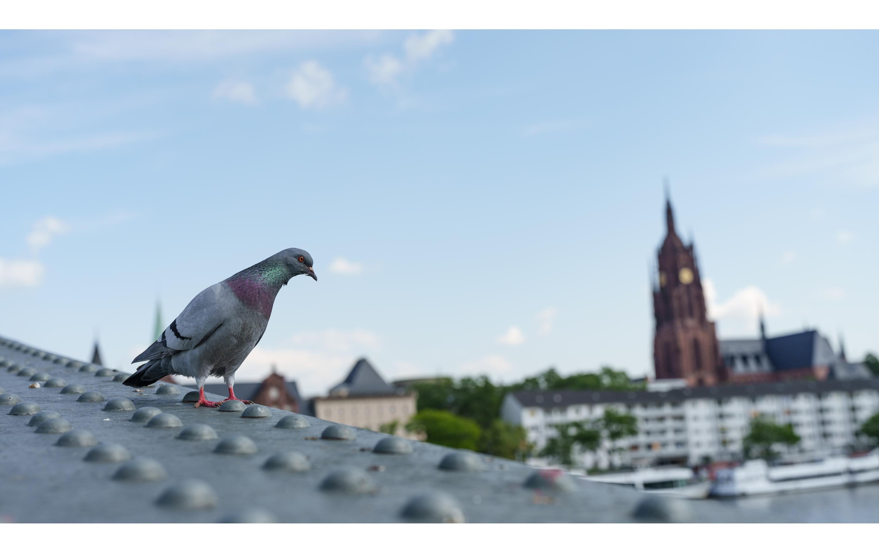 Zoomobjektiv 28-45mm F/1.8 DG DN Art Sony E-Mount<br>Vollformat-Zoomobjektiv mit einer konstanten maximalen Blendenöffnung von F1.8 und eine Schärfe und Klarheit vergleichbar mit der eines Festbrennweitenobjektivs ist