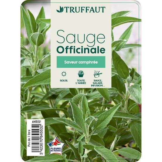 Plant de sauge officinale : pot de 1 litre