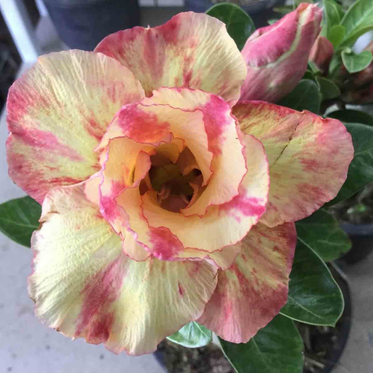 Adenium obesum cv.prarod meri jaune rose - taille caudex d'environ 2000g 25/30cm très gros caudex